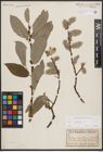 Foto von Salix caprea L.